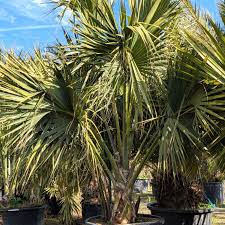 Image result for Sabal domingensis