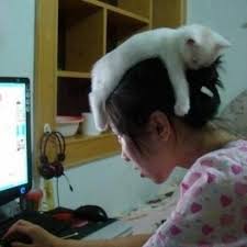 funny animal pictures funny cats crazy cats