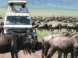 Die wiege der menschheit wartet mit weiten savannen, riesigen tierherden sowie stolzen, traditionsbewussten völkern auf euch. Kenia Safari Delfin Tour Wildlife Kenya Safaris Day Trips Mombasa Reisebewertungen Tripadvisor
