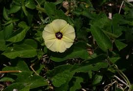 Image result for Hewittia