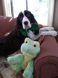 St Patrick S Day With My Frog Peace Love Dogs Springer Spaniel I Love Dogs