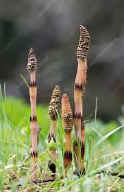 Image result for Equisetum