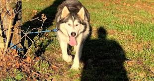 99% of dog owners will make these 7 mistakes when raising their alaskan malamute. 12 Best Kelly S Giant Alaskan Malamute Puppies For Sale Ideas Giant Alaskan Malamute Alaskan Malamute Puppies Giant Alaskan Malamute Puppies