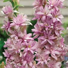 Image result for Polianthes