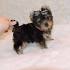 teacup yorkie for sale in Virginia Classifieds & Buy and ...