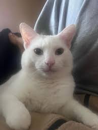 Is a white cat missing around the big creek area?