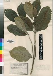 Image result for Psychotria succulenta