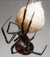 Their webs are usually low lying in dark spaces, and very strong or tough to break. Widow Spiders Home Virginia Cooperative Extension Spider Bites Spider Widow Spider