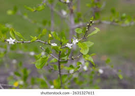 Image result for Coddia rudis