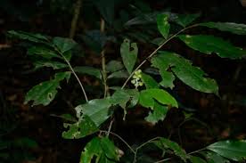 Image result for Julbernardia seretii