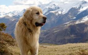 The Great Pyrenees Dog A Big Puppy With An Even Bigger