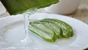 0 فوائد زيت اكليل الجبل للشعر Wassfa Fresh Aloe Vera Aloe Vera Benefits Aloe Vera Juice