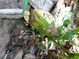 Image result for Canscora alata