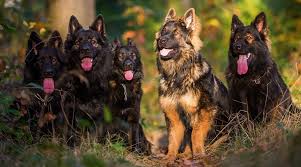 Puppies for sale united kingdom. Black German Shepherds Puppies Genetics More With Pictures