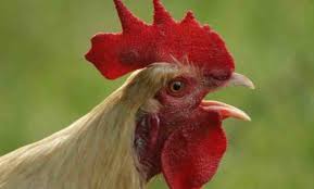 Selain buku mimpi ayam ataupun kode alam ayam 2d diatas, berikut kami infokan juga arti mimpi ayam serta angka tafsir mimpi ayam 2d, 3d, 4d lengkap dengan kondisi yang menyertai mimpi tersebut sebagai tambahan referensi dalam mencari angka jitu. Arti Mimpi Memotong Ayam Menurut Psikolog Dan Primbon Siopung