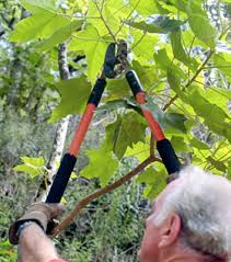 From tree trimming, to emergency care and removal, treescape. Tree Removal And More Brooklyn Park Mn Arbor Tree Service