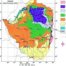 Image result for Macrotyloma daltonii
