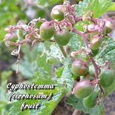 Image result for Cyphostemma heterotrichum