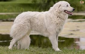 These maremma sheepdog puppies are a working breed that originates from italy and is often used to guard livestock. Maremma Sheepdog Dog Breed Facts Highlights Buying Advice Pets4homes