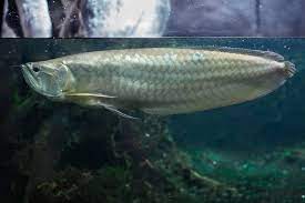 Silver Arowana Osteoglossum Bicirrhosum Care Sheet