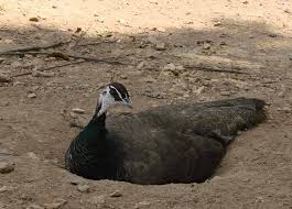 Birds That Lay Eggs On The Ground Uk A Peahen Makes A Scrape In The Ground Lined With Sticks To Lay Her Eggs Animals Peahen Free Range