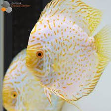 Pin On Aquarium Ideas
