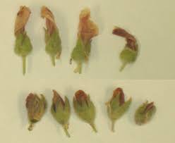 Image result for Sphaerella sp.