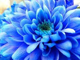 Blue Crysanthemums Mums Flowers Chrysanthemum Flower Chrysanthemum Flower Pictures