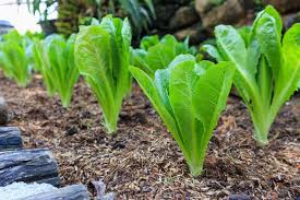 These lettuce growing tips will keep your garden and salad bowl full of crisp, green lettuce. Best Way To Grow Romaine Lettuce Tips For Growing Romaine Lettuce