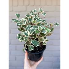 Image result for Ficus triangularis