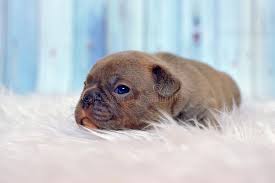 The coat coloring can range from a cool blue hue to sleek silver. Sleepy 4 Weeks Old Rare Color Lilac French Bulldog Dog Puppy With Blue Eyes Lying On White Fur Blanket Stock Photo Image Of French Friend 152136652