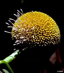 Image result for Cadaba natalensis