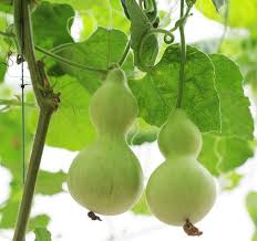 Image result for Lagenaria