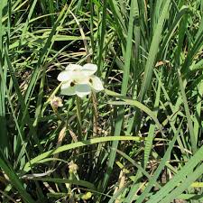 Image result for Dietes