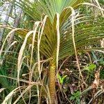 Image result for Pandanus livingstonianus