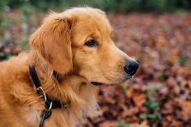 We lost a beloved member of our family of 6. Registration Requirements Service Dog
