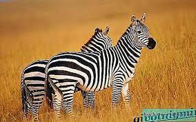 Nama haiwan ini berasal dari perkataan india. Haiwan Zebra Gaya Hidup Dan Habitat Zebra Haiwan Liar