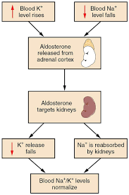 Regulation Of Sodium And Potassium Adrenal Cortex Physiology Sodium Potassium Pump