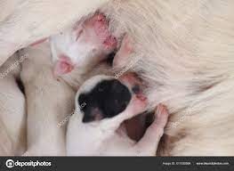 Close Puppy Mother Dog Home Dog Breastfeeding Puppies Puppies Sucking Stock  Photo by ©pondshutter@yahoo.com 511030994