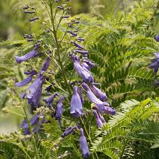 Image result for Jacaranda mimosifolia
