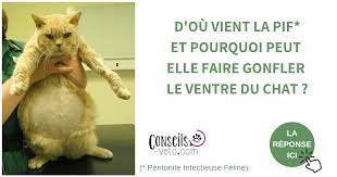 La péritonite infectieuse féline, connue sous l'abréviation pif, est une maladie virale très grave car incurable et à l'issue mortelle. Peritonite Infectieuse Feline Pif Symptomes Et Traitement