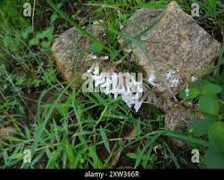 Image result for Orthosiphon thymiflorus