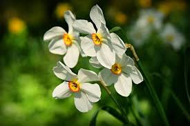 After he died, in his place sprouted a flower bearing his name. Narcissus Greek Mythology Symbol Sage