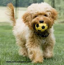 Sammy is a handsome cockapoo for sale in indiana. 20 Updated Photos Of Cockapoos From Our Customers Ideas Cockapoo Puppies Cockapoo Puppies