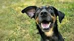 15 Adorable Doberman Mixes: Black, Brown, and Awesome All ...