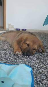 Glück im unglück hatten kimba und ihre geschwister. 3 Monate Alter Welpe Sucht Neues Zuhause 897969