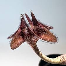 Image result for Ceropegia mirabilis