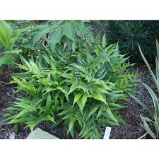 Image result for Coniogramme