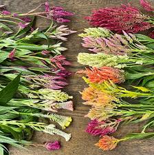 Image result for Celosia