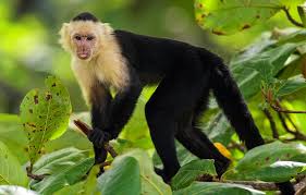 Maybe you would like to learn more about one of these? Monkey Symbolism Meaning Totem Spirit Omens World Birds